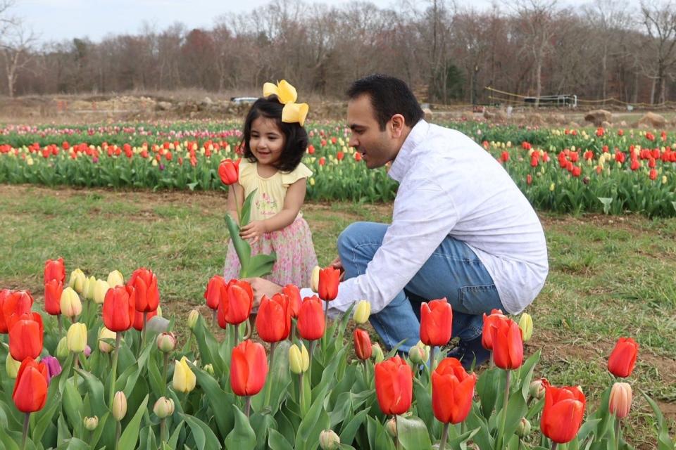 A little girl picks a flower while visiting Wicked Tulip in Exeter.