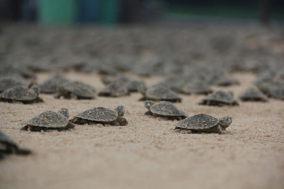 These not-so-giant babies will become giant South American river turtles.