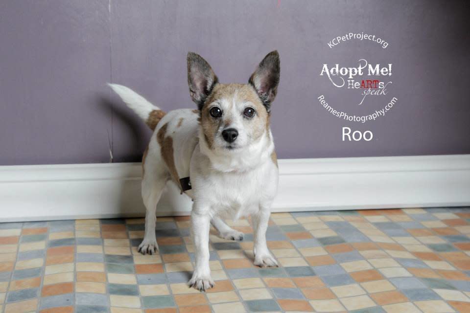 Roo is a Chihuahua/Jack Russell terrier mix available at Kansas City Pet Project.   She is 8.5 years old and weighs 10 pounds, and loves to sit on your lap. If you are looking for a lovable companion in your life, then Roo is your girl.   Adoption price includes spay, microchip, deworming, current vaccinations, 30 days of pet insurance and a lifetime of unconditional love.  Find out more from <a href="https://www.facebook.com/KCPetProject?fref=ts">the Kansas City Pet Project</a>, in Missouri.