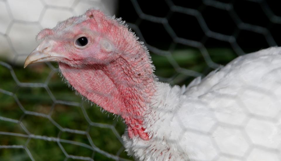 Skinner Farms near Louisville raises 140 young broad-breasted white turkeys to sell for Thanksgiving.
Oct. 7, 2021