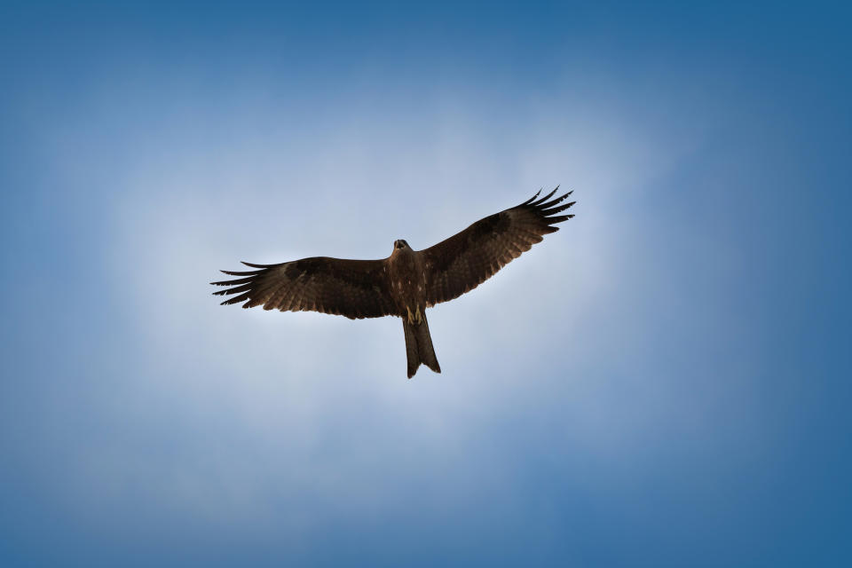 a shot from below of an eagle flying