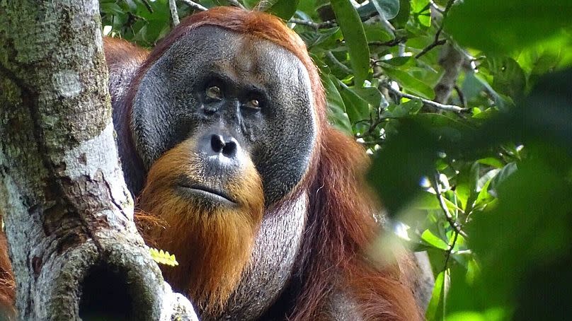 Rakus on 25 August 2022, after his facial wound was barely visible. Two months earlier, researchers observed him apply medicinal leaves to a facial wound.