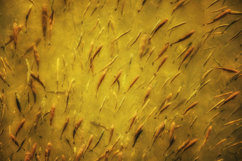 Dusica Paripovic's unusual and abstract image of a shoal of fish stood out because of its striking golden hue and fascinating subject. (Dusica Paripovic/Amateur Photographer)