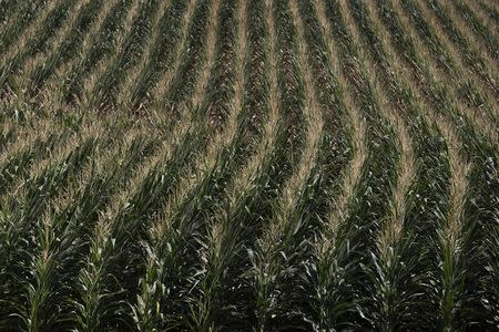 A corn field is seen in DeWitt, Iowa in this July 12, 2012 file photo. REUTERS/Adrees Latif/Files