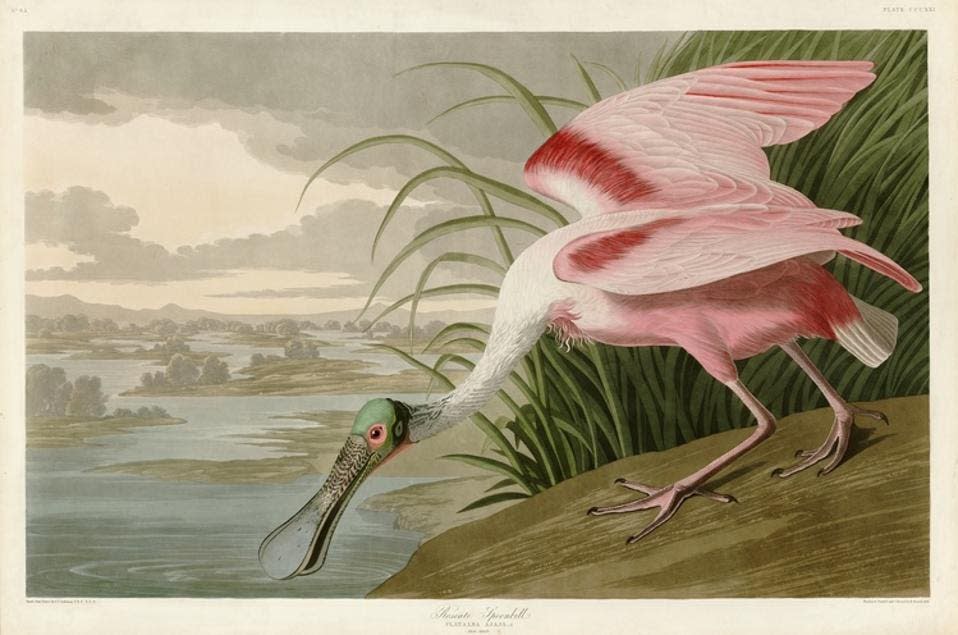 Roseate Spoonbill by John James Audubon