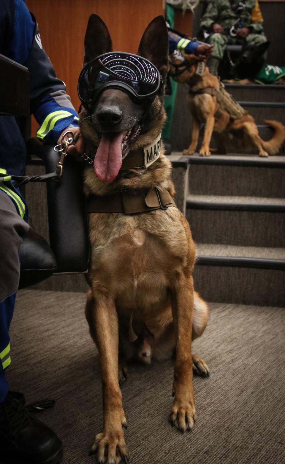 Entrega de reconocimientos en la Cámara de senadores a instituciones y personal de binomios caninos que formaron parte del equipo “misión rescate”.
FOTO: ANDREA MURCIA / CUARTOSCURO.COM