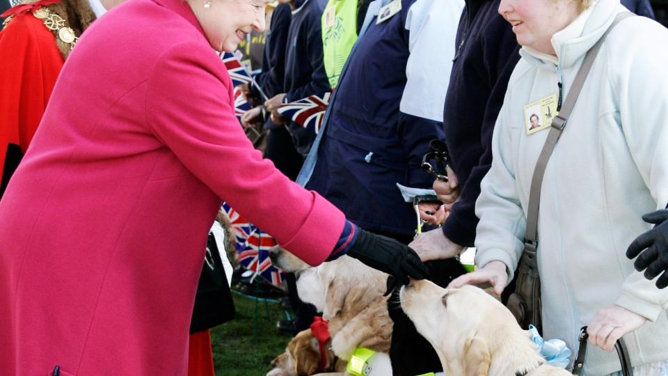 Meeting a dog