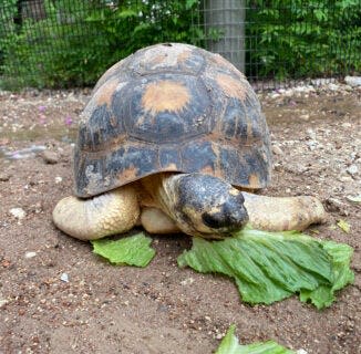 Mr. Pickles, a radiated tortoise at the Houston Zoo.