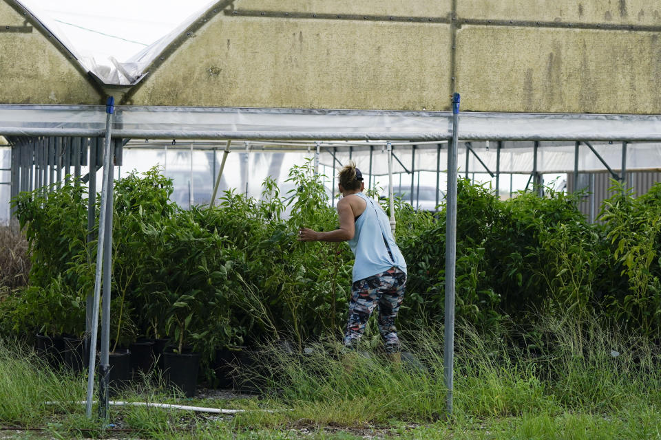 Kim Dillon, manager at Ben & Ben Becnel, Inc. rightens pepper plants knocked over by the wind in one of their greenhouses in Plaquemines Parish, La., Thursday, Sept. 28, 2023. Citrus farmers in the southeast corner of Louisiana are scrambling to protect and save their crops from salt water, which for months has polluted the fresh water they use for irrigation. A mass flow of salt water from the Gulf of Mexico continues to creep up the Mississippi river and threaten Louisiana communities water used for drinking, cooking and agriculture. (AP Photo/Gerald Herbert)