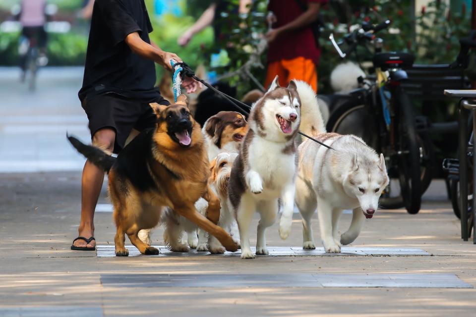 Pack of dogs jostling at a dog park (Photo: Getty Images)