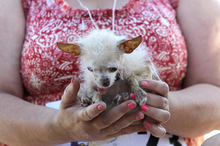 PETALUMA, CA - JUNE 24: A dog named Yoda sits in the arms of Terry Schumacher of Hanford, California during the 23rd Annual World's Ugliest Dog Contest at the Sonoma-Marin County Fair on June 24, 2011 in Petaluma, California. Yoda won the $1,000 top prize as the world's ugliest dog. (Photo by Justin Sullivan/Getty Images)