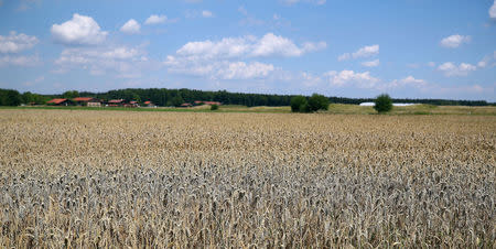 Wheat is seen on a field in Valley near Munich, Germany, July 30, 2018. REUTERS/Michael Dalder