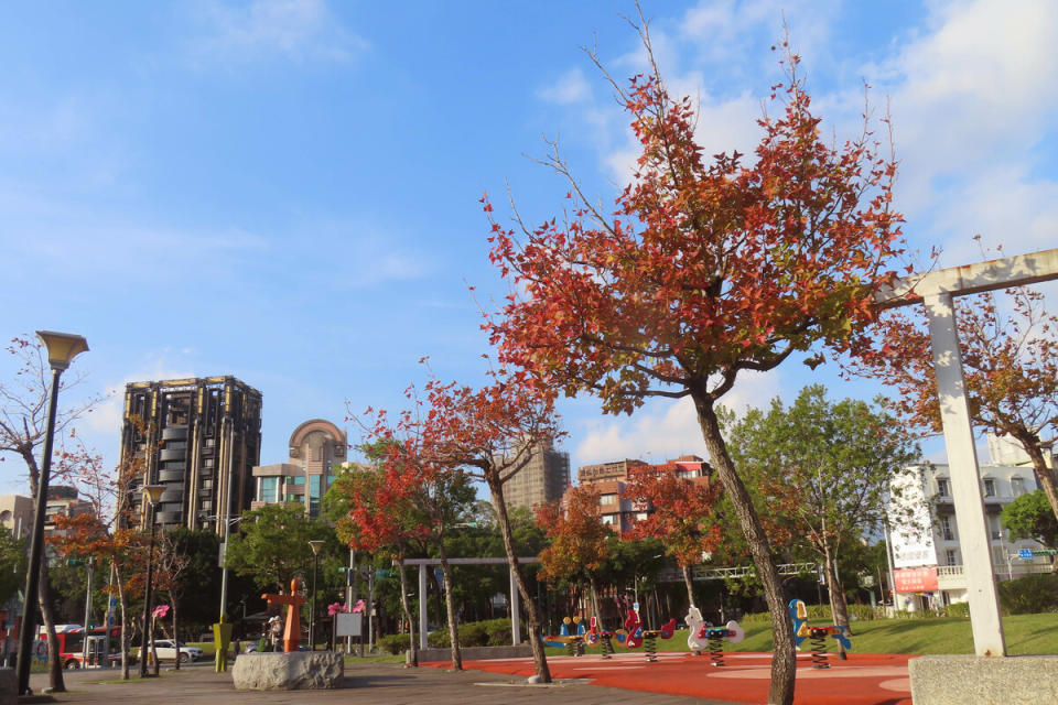  士林4號廣場楓香轉紅。   圖：翻攝自台北市立公園處官網