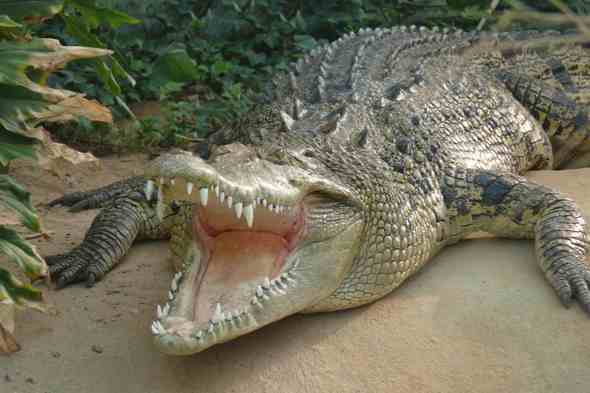 Fisherman kills huge crocodile that ate his pregnant wife