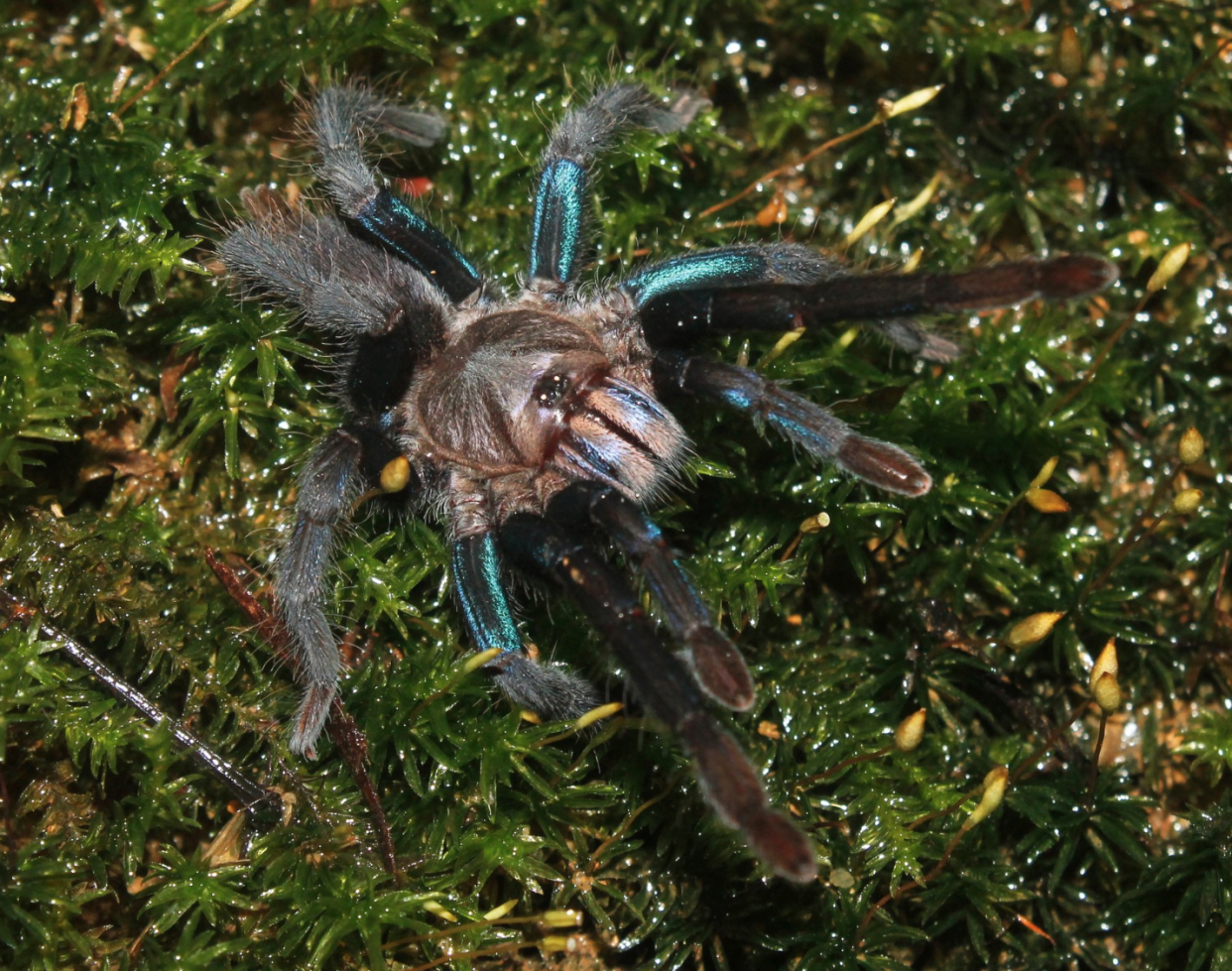 A new species of tarantula, Chilobrachys jonitriantisvansicklei, was discovered in Sri Lanka. (Photo: Ranil Nanayakkara via Facebook)