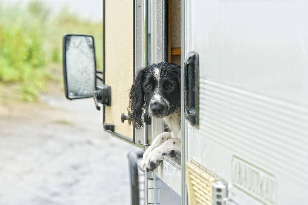 impatient spaniel in a motor home