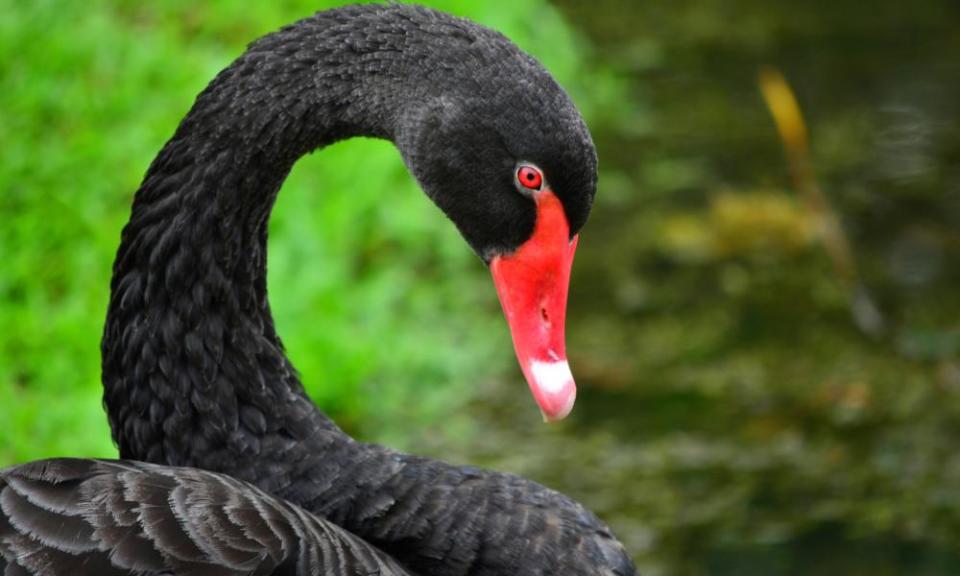 Close-up of swan