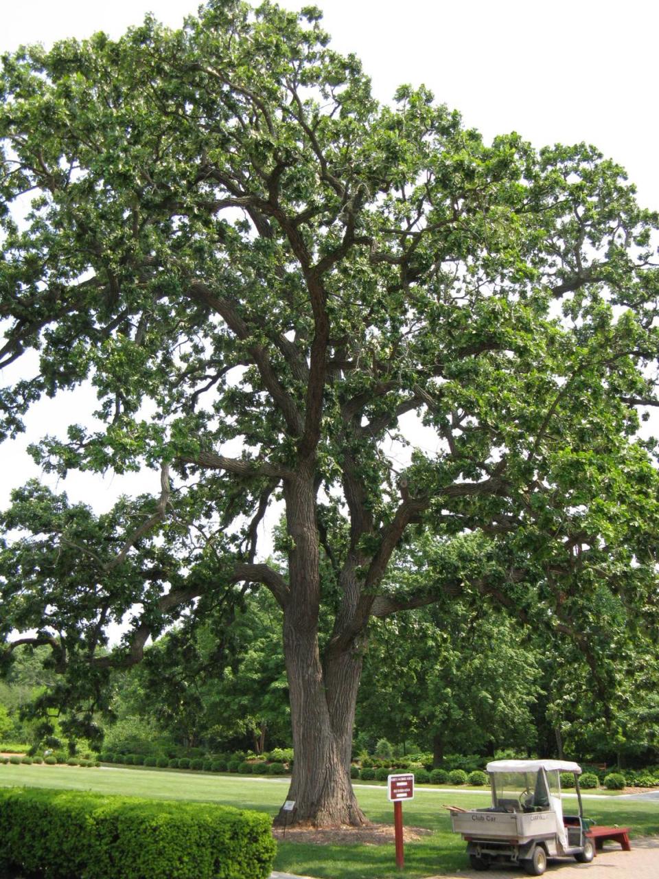 Oaks are considered a keystone species and provide habitat support to hundreds of creatures.