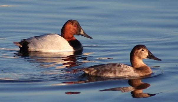 Canvasback ducks