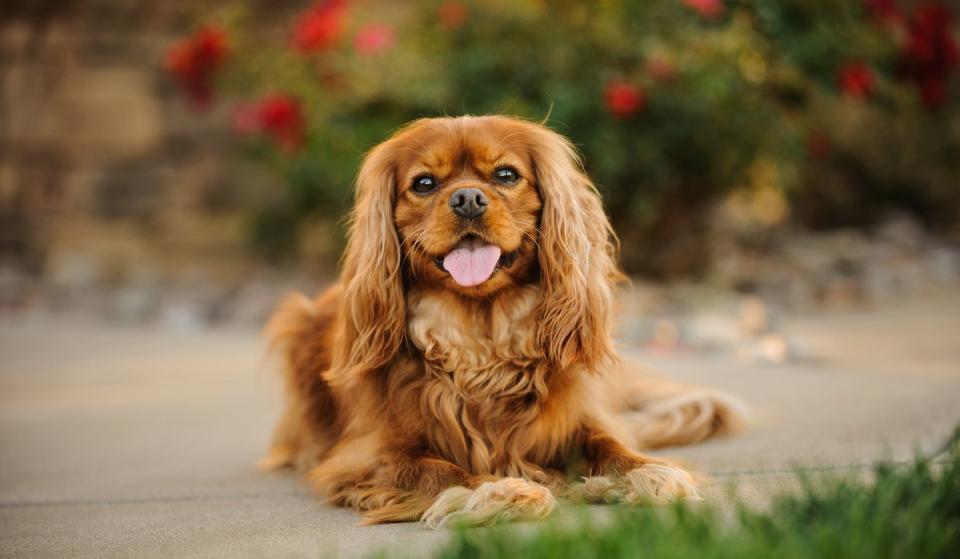 portrait of cavalier king charles spaniel sticking out tongue smallest dog breeds