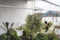 <p>With a unique appearance, the Tillandsia plant (which is a genus of around 650 species of evergreen) is perfect for having in the bathroom. As well as being incredibly low-maintenance, they also flourish in hot and humid conditions.</p><p>Taking nutrients from the air, light and water through tiny vessels in the leaves, these plants don’t need any soil at all which makes them incredibly easy to care for. </p><p><a class="link " href="https://www.thompson-morgan.com/p/tillandsia-juncea-house-plant/KB3485TM" rel="nofollow noopener" target="_blank" data-ylk="slk:BUY NOW VIA THOMPSON & MORGAN;elm:context_link;itc:0;sec:content-canvas">BUY NOW VIA THOMPSON & MORGAN</a></p>