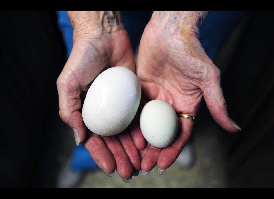 Cookie Smith shows off a normal egg and a "super egg" Wednesday, May 30, 2012, in Abilene, Texas. Cookie Smith went to collect eggs from her three laying hens on Monday afternoon, and discovered one normal egg and one "super egg" in her coop. 