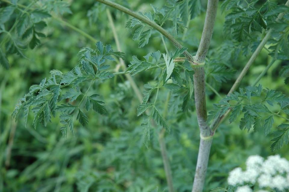 The stems of poison hemlock have purple spots, which can help in identifying the plant.