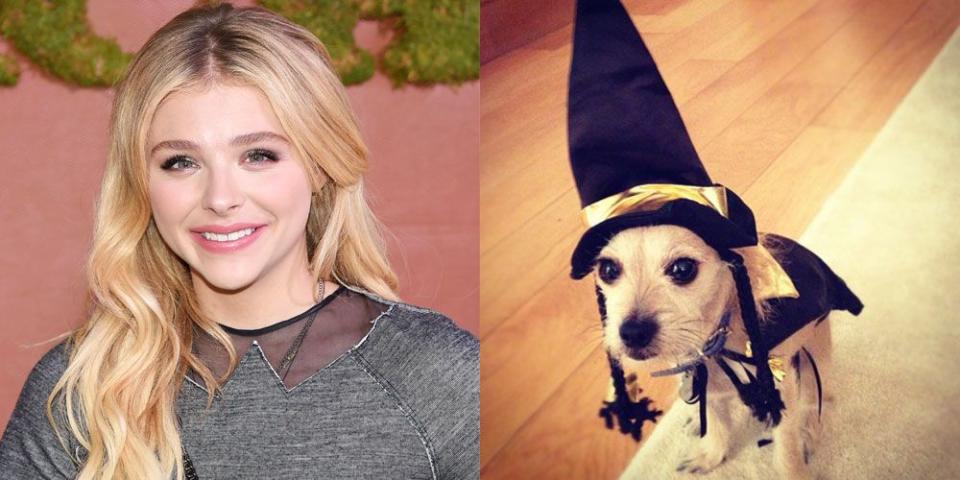 Chloe Moretz's Dog, Jaxon