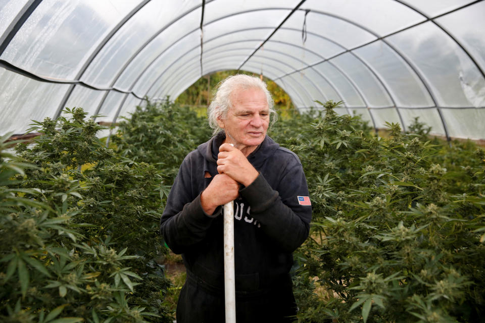 <p>Dale Altman, 66, tends his marijuana plants on the outskirts of Pahoa during ongoing eruptions of the Kilauea Volcano in Hawaii, June 7, 2018. (Photo: Terray Sylvester/Reuters) </p>