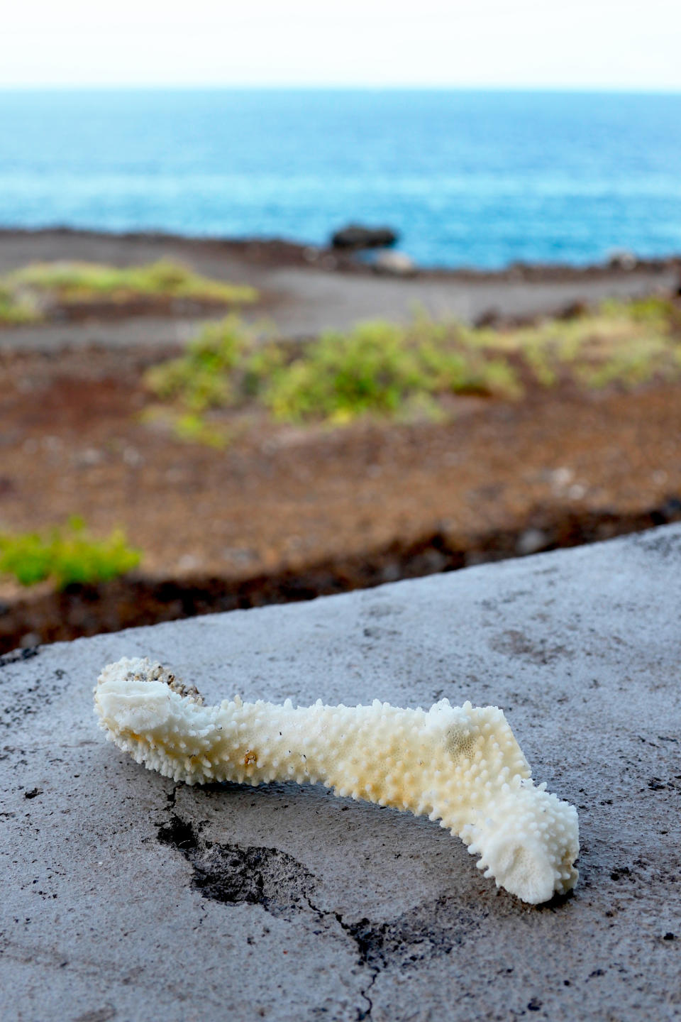 This Sept. 13, 2019 photo shows a chunk of bleached, dead coral shown on a wall near a bay on the west coast of the Big Island near Captain Cook, Hawaii. Coral reefs are vital around the world as they not only provide a habitat for fish _ the base of the marine food chain _ but food and medicine for humans. They also create an essential shoreline barrier that breaks apart large ocean swells and protects densely populated shorelines from storm surges during hurricanes. (AP Photo/Caleb Jones)