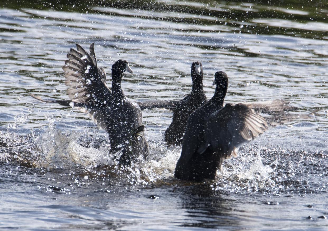 <span class="caption">There's plenty of aggression in the bird world, but little armed violence.</span> <span class="attribution"><a class="link " href="https://flic.kr/p/MXPaqo" rel="nofollow noopener" target="_blank" data-ylk="slk:Velvet Shearer, USFWS/Flickr;elm:context_link;itc:0;sec:content-canvas">Velvet Shearer, USFWS/Flickr</a>, <a class="link " href="http://creativecommons.org/licenses/by/4.0/" rel="nofollow noopener" target="_blank" data-ylk="slk:CC BY;elm:context_link;itc:0;sec:content-canvas">CC BY</a></span>