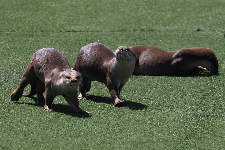 SINGAPORE - NOVEMBER 5: Otters bask in the sun at Marina Bay on November 5, 2020 in Singapore. (Photo by Suhaimi Abdullah/Getty Images)