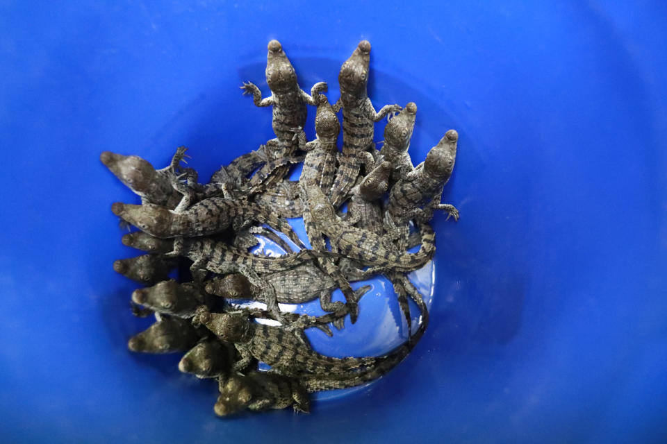 A bucket full of baby crocodiles that were taken out a crocodile nest on one of the berms along the cooling canals next to the Turkey Point Nuclear Generating Station are shown in a lab, Friday, July 19, 2019, in Homestead, Fla. The 168-miles of man-made canals serve as the home to several hundred crocodiles, where a team of specialists working for Florida Power and Light (FPL) monitors and protects the American crocodiles. (AP Photo/Wilfredo Lee)