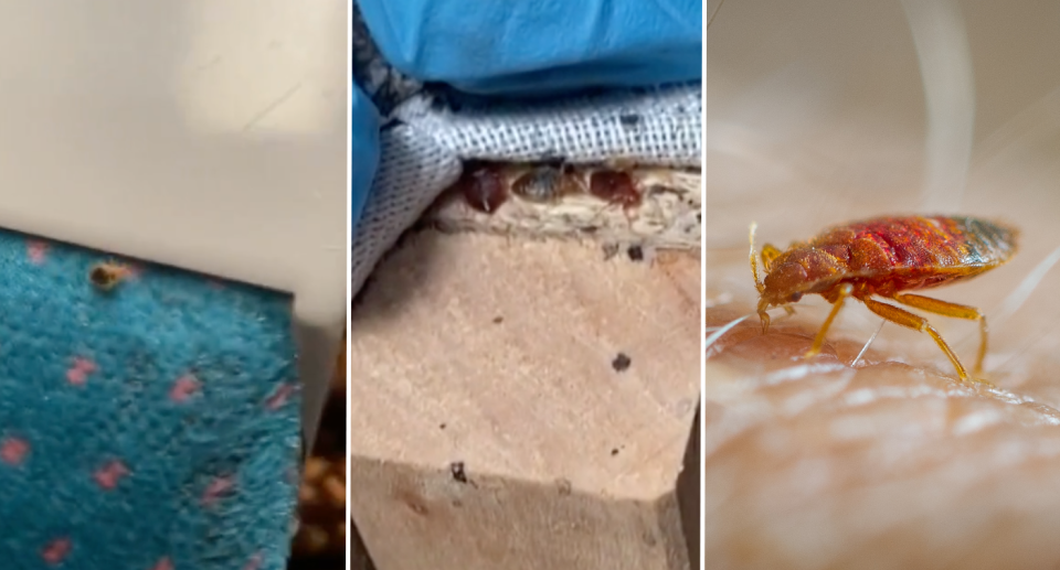 Three images left to right. Left and middle photos show bed bugs on furniture and right image shows a close up of a bed bug on skin.