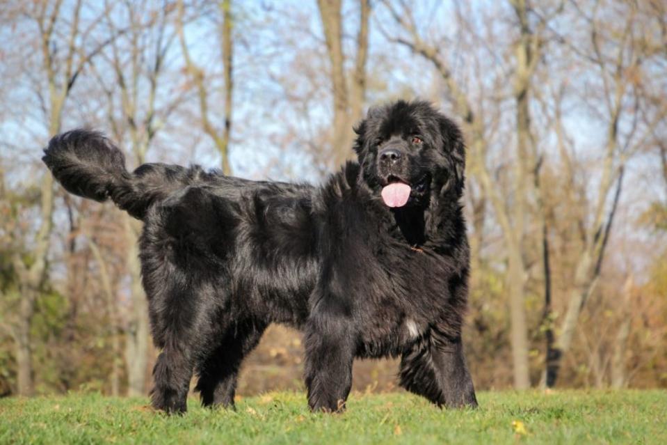 Single large black Newfoundland dog is standing on the grass