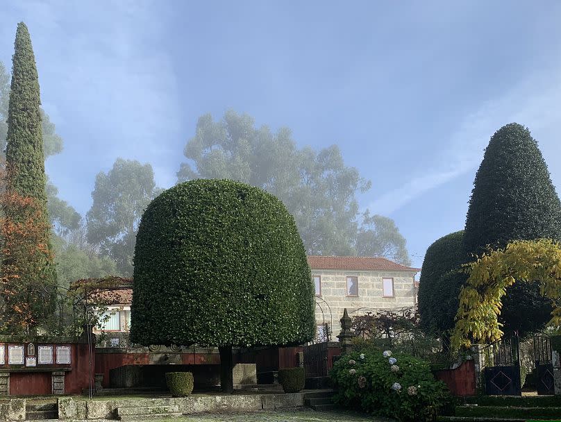 Portugals Beitrag zum Europäischen Baum des Jahres 2024, der den vierten Platz belegte.