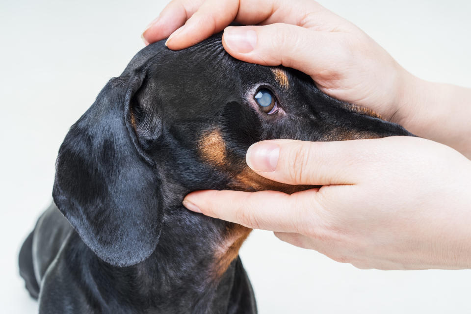 獸醫檢查狗狗白內障情形。示意圖來源：Getty Images