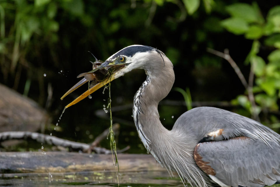 Great blue heron (Ardea herodias) fish