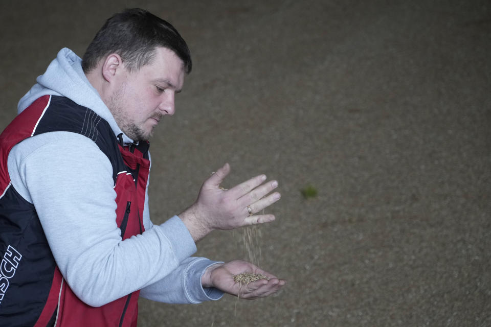 Piotr Korycki, a 34-year-old Polish farmer, lets grain fall through his fingers on his farm in Cywiny Wojskie, Poland, on Monday March 18, 2024. Piotr says his business has been badly destabilized by Russia’s war against Ukraine and that the European Union is only adding to his problems. He's among the large number of farmers who have protested across Europe for months, and he’s organizing the latest protest planned for Poland on Wednesday. (AP Photo/Czarek Sokolowski)