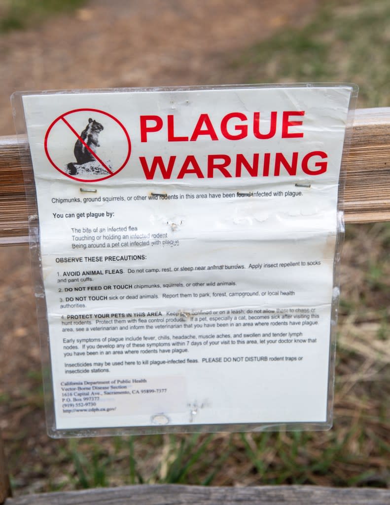 Thankfully, the likelihood of contracting bubonic plague in the U.S. is extremely rare. Getty Images