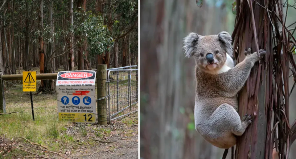 Left image of a sign saying 'DANGER' put up by harvesters. Right image shows a koala in a tree.