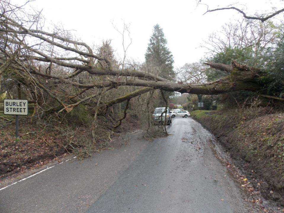 Bournemouth Echo: Ringwood Road en Burley Street está bloqueada por un árbol arrancado de raíz
