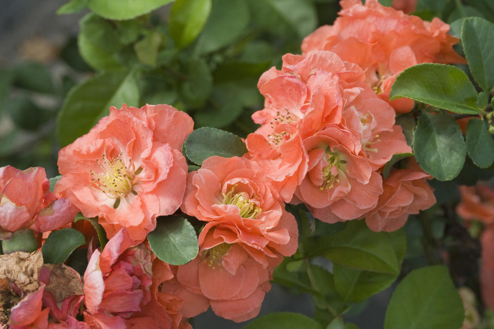 This undated photo provided by Proven Winners shows Double Take flowering quince blossoms. Nurseries and garden centers are expected to stock a plethora of similarly colored plants now that Pantone has named Peach Fuzz as its 2024 color of the year. (Proven Winners via AP)