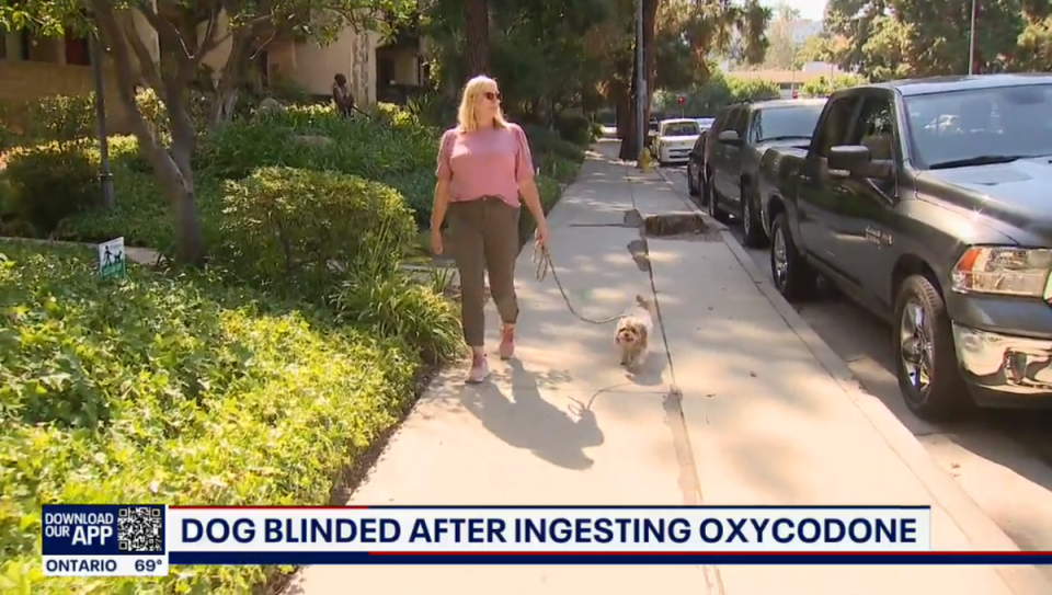 Lori Burns, the California owner of the dog Chance the Rapper, said that her dog ingested oxycodone while the pair were out for a walk, and her pet is now blind as a result (Fox 11/video screengrab)