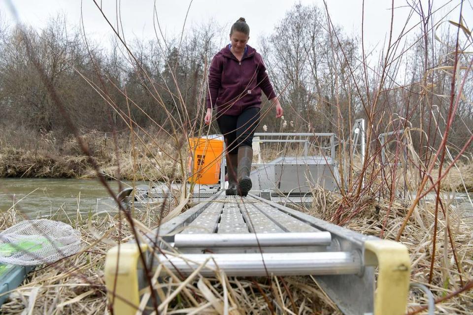 Casey Flanagan, right, a water and fish project manager checks a screw trap on Wednesday, March 24, 2021, on Tshimakain Creek near Wellpinit, Washington.