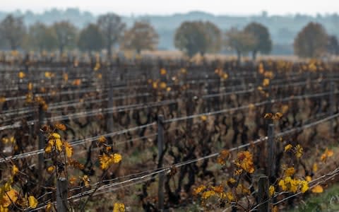 May0086328 . Daily Telegraph Weekend Motoring Ed Wiseman and Poppy McKenzie Smith take a day trip to windy producers Chateau de Pizay to pick up some 2018 Beaujolais Nouveau and shown around by General Manager Pascal Dufaiture . Thursday 15 November 2018 - Credit: Heathcliff O'Malley