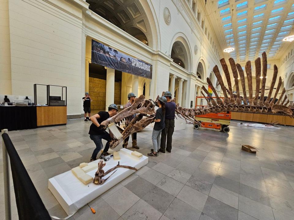 People picking up pieces of the Spinosaurus cast to assemble it in the exhibition hall in The Field Museum.