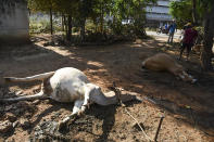 EDITORS NOTE: Graphic content / People stand near dead cows laying on the ground following a gas leak incident from an LG Polymers plant in Visakhapatnam on May 7, 2020. - At least five people have been killed and several hundred hospitalised after a gas leak at a chemicals plant on the east coast of India, police said on May 7. They said that the gas had leaked out of two 5,000-tonne tanks that had been unattended due to India's coronavirus lockdown in place since late March. (Photo by - / AFP) (Photo by -/AFP via Getty Images)