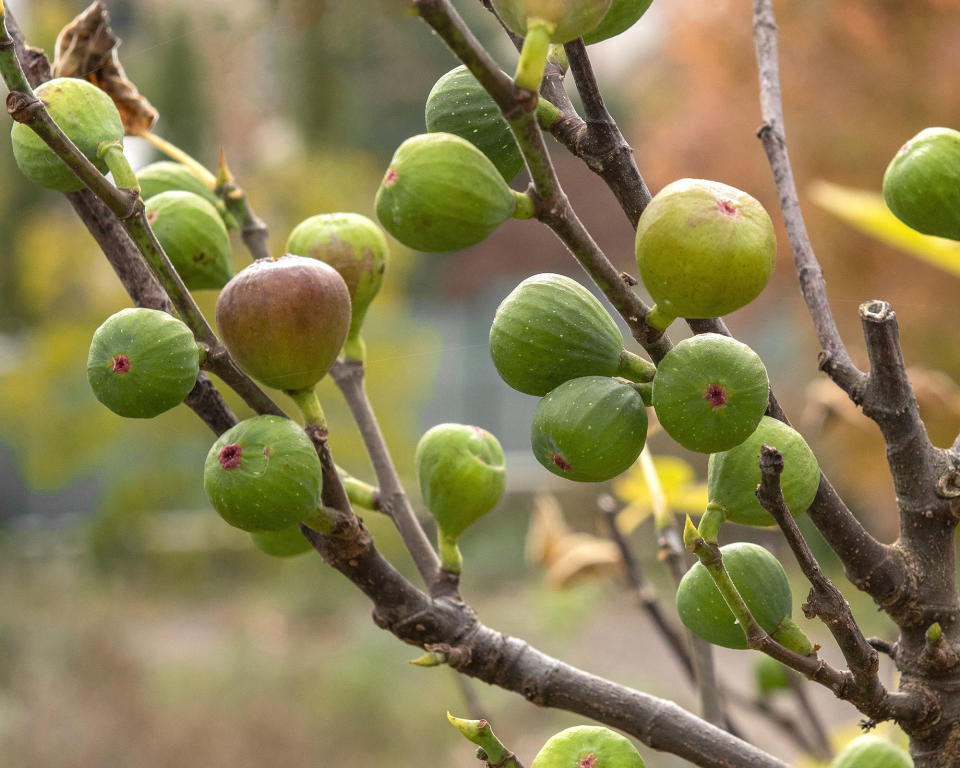 17. Ficus carica 'Brown Turkey'