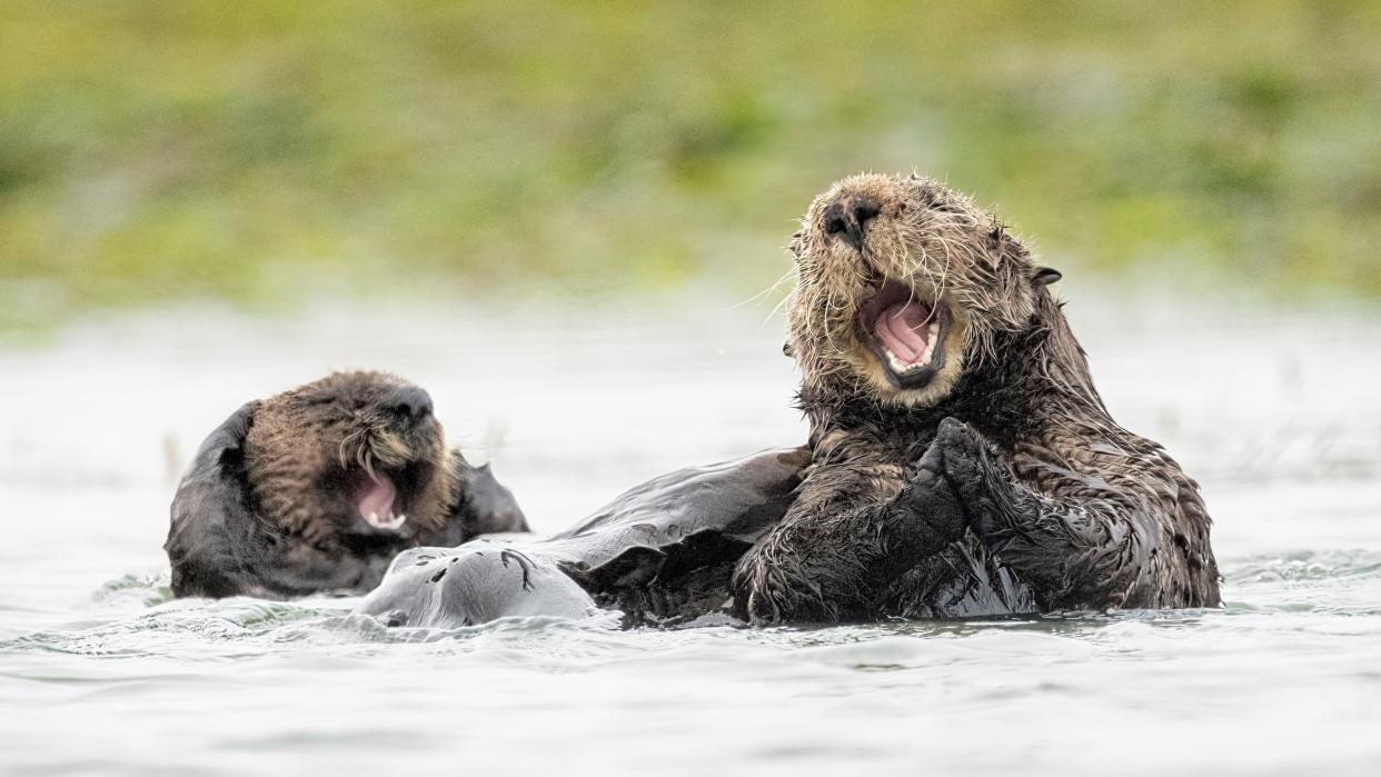  Two otters appear to be laughing while floating in the water. 